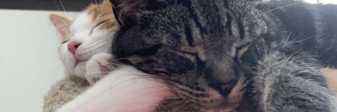 torriesalgado's profile banner image