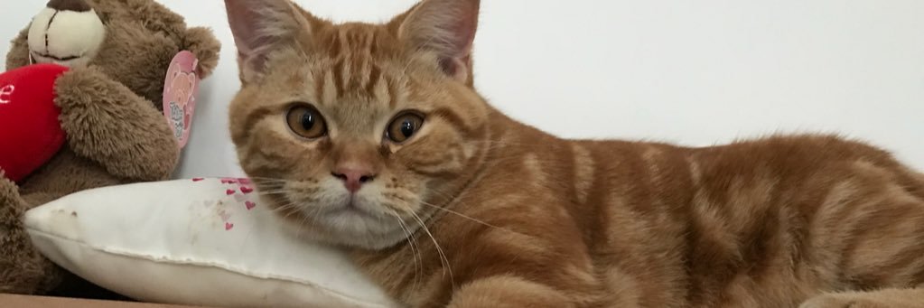 xSkeep's profile banner image