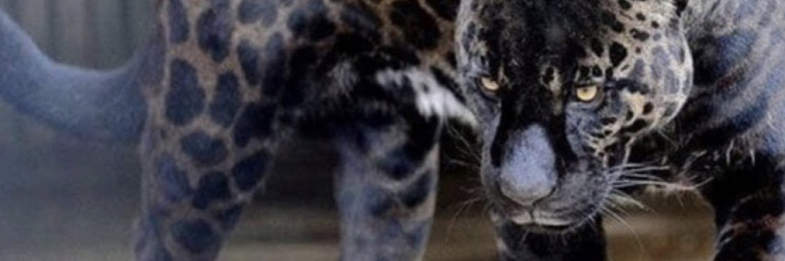 Renato Cardoso banner