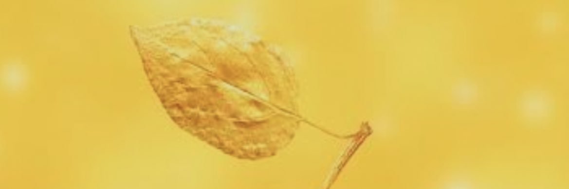 Rox banner
