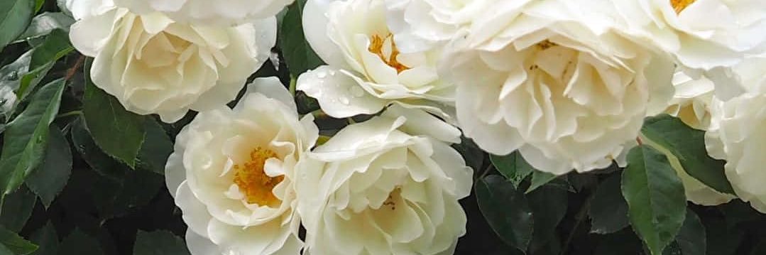 Natalia | Houston banner