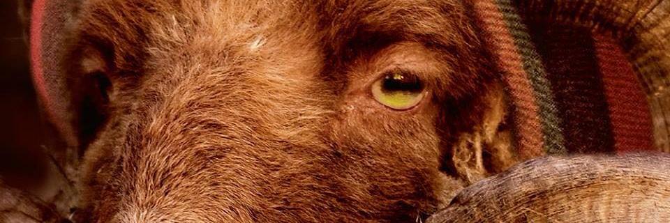 charline banner