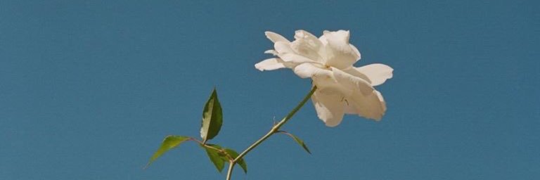 Rosie banner