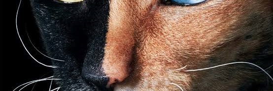 daveevcols's profile banner image
