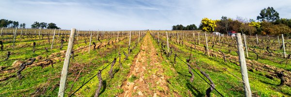 Catavino Profile Banner