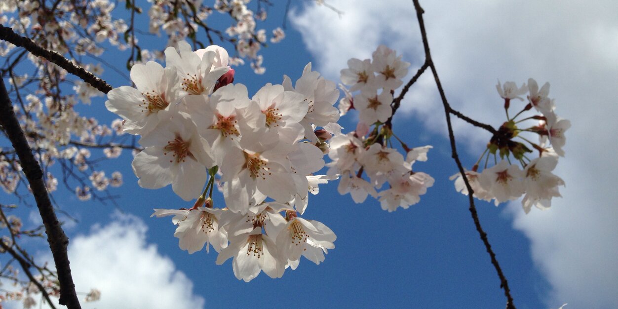 hiroko__t's profile banner image