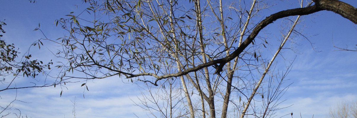 anabasine ☂️ banner