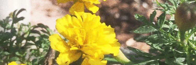 allierayyyyyyy's profile banner image