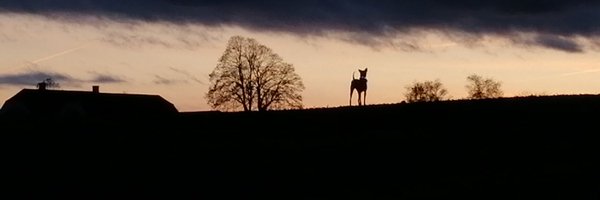 t_shumon Profile Banner