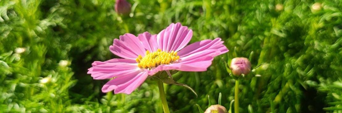 🌻🌈 นอพอ ⭐🌛 banner