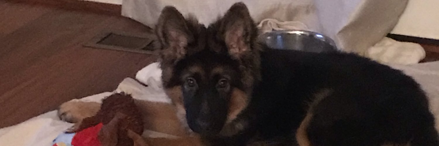 König 👑 banner