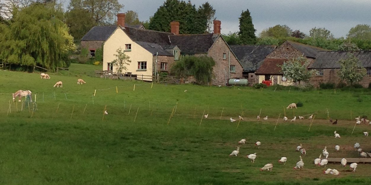 Fenton Poultry banner