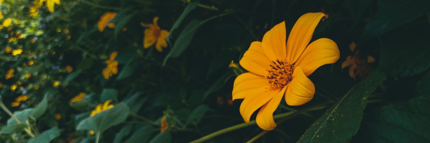 BeeJay.js's banner