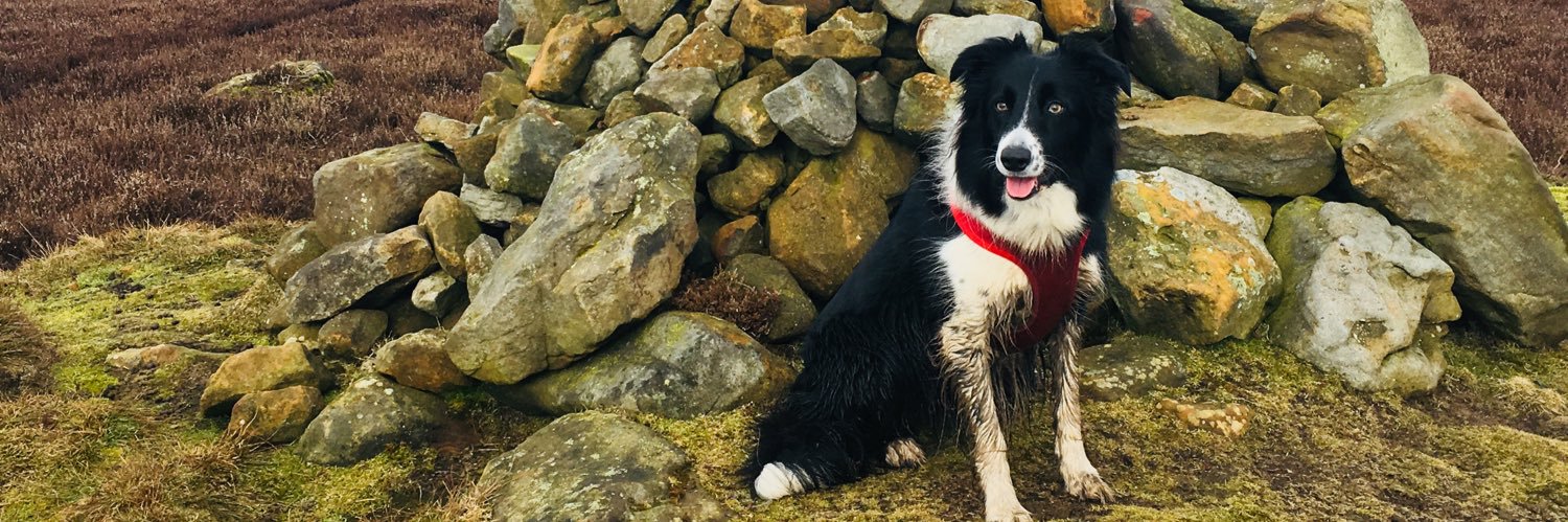 PipTheCollie's profile banner image