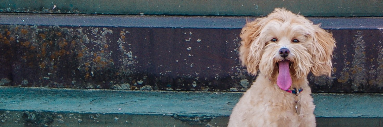 MariaPearlman_'s profile banner image