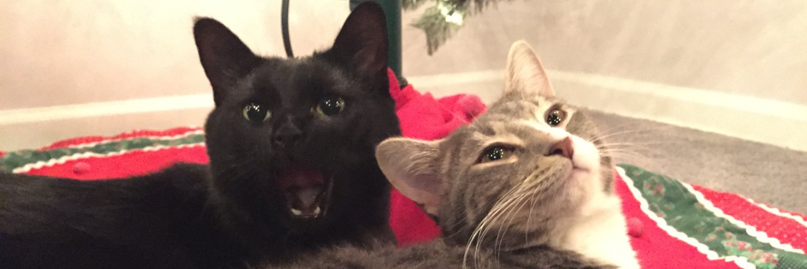 DMTonyMayne's profile banner image