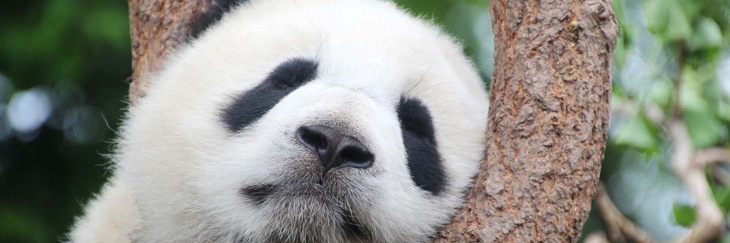 PandaPublishing's profile banner image