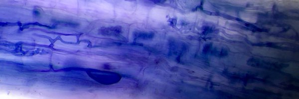 soilsandbees Profile Banner