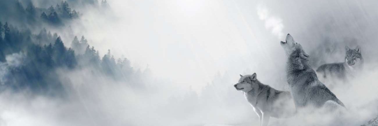 lolWolfer's profile banner image