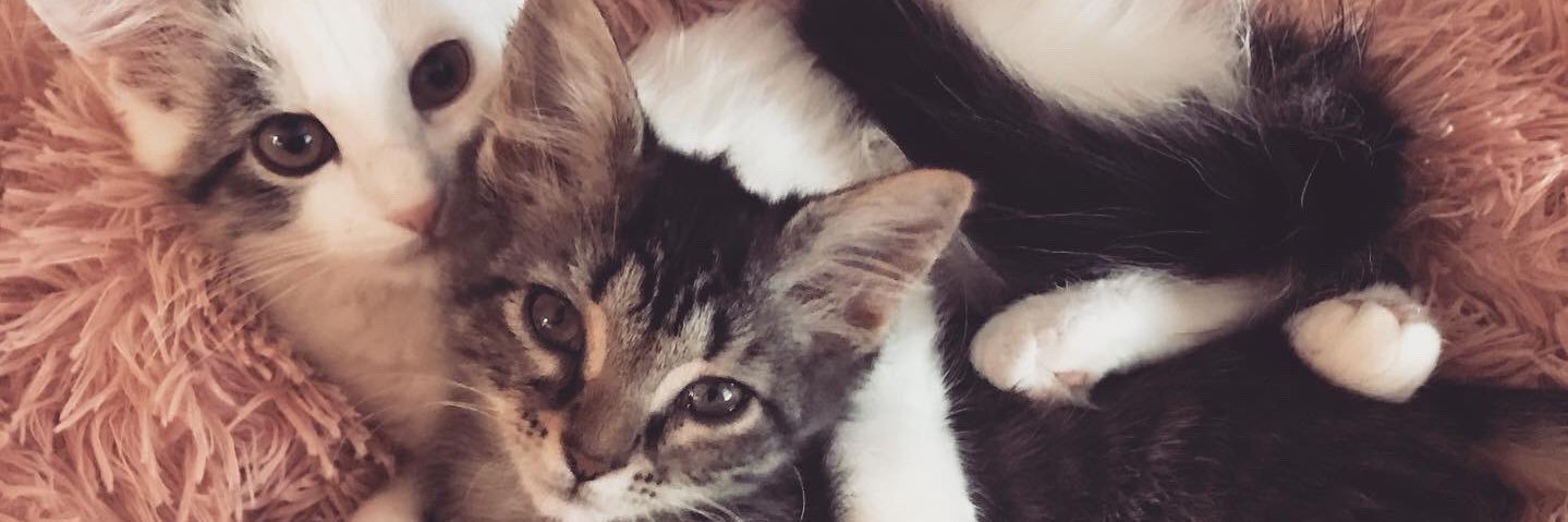 kimberlydlester's profile banner image