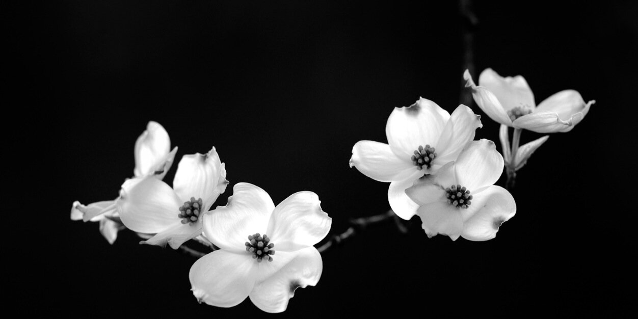 TheDWCollective's profile banner image
