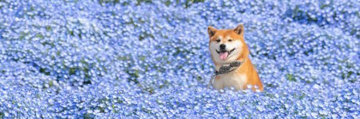 Ka banner