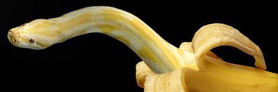 schlangie's profile banner image