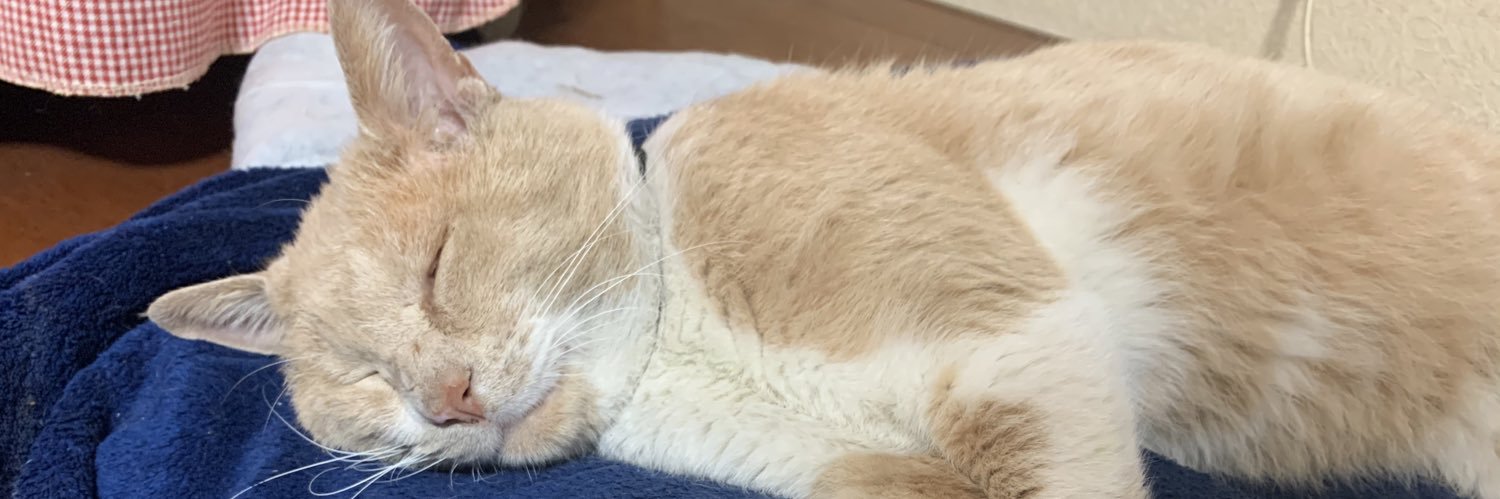 ヨコシマウマ🦓 banner