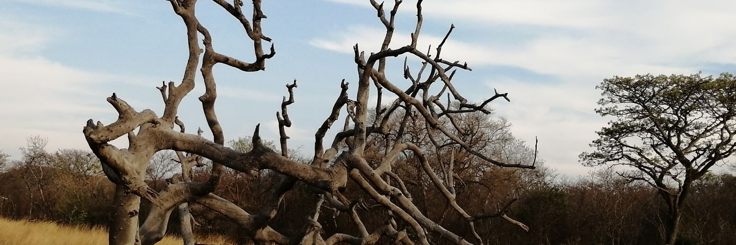 Mabatane's profile banner image