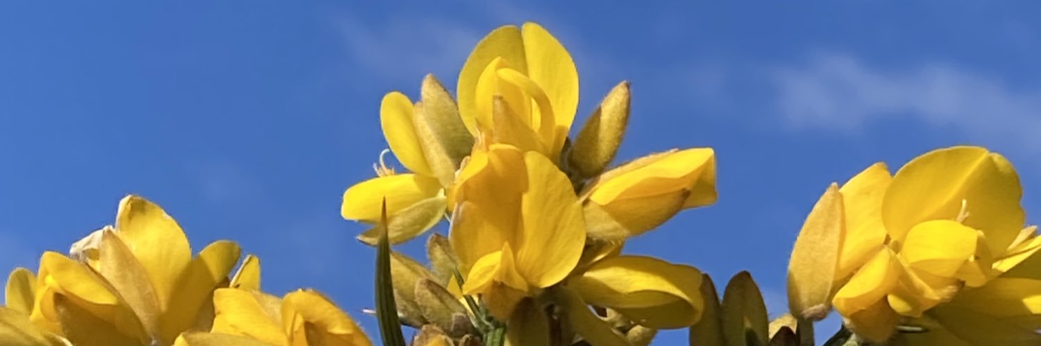 Mark C 🇺🇦🇪🇺🏴‍☠️ banner