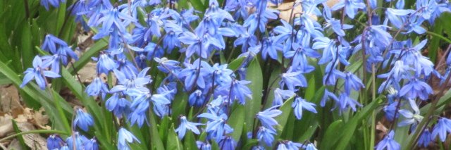Victoria Gaitskell banner