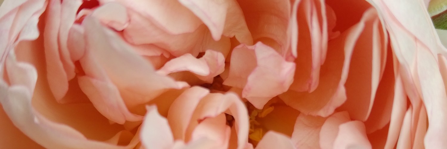 AnneInVino's profile banner image
