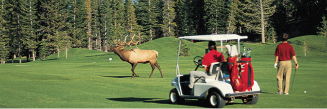 🇨🇦Tee Time Alerts banner