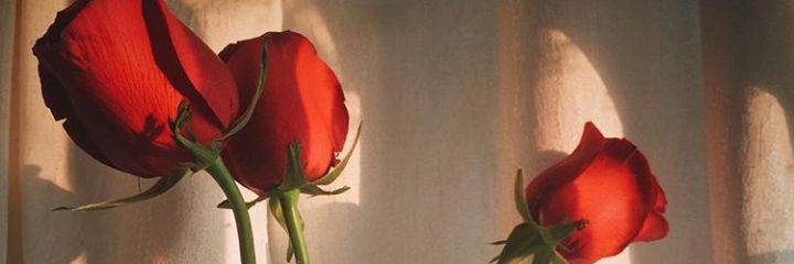 ShirinEram's profile banner image