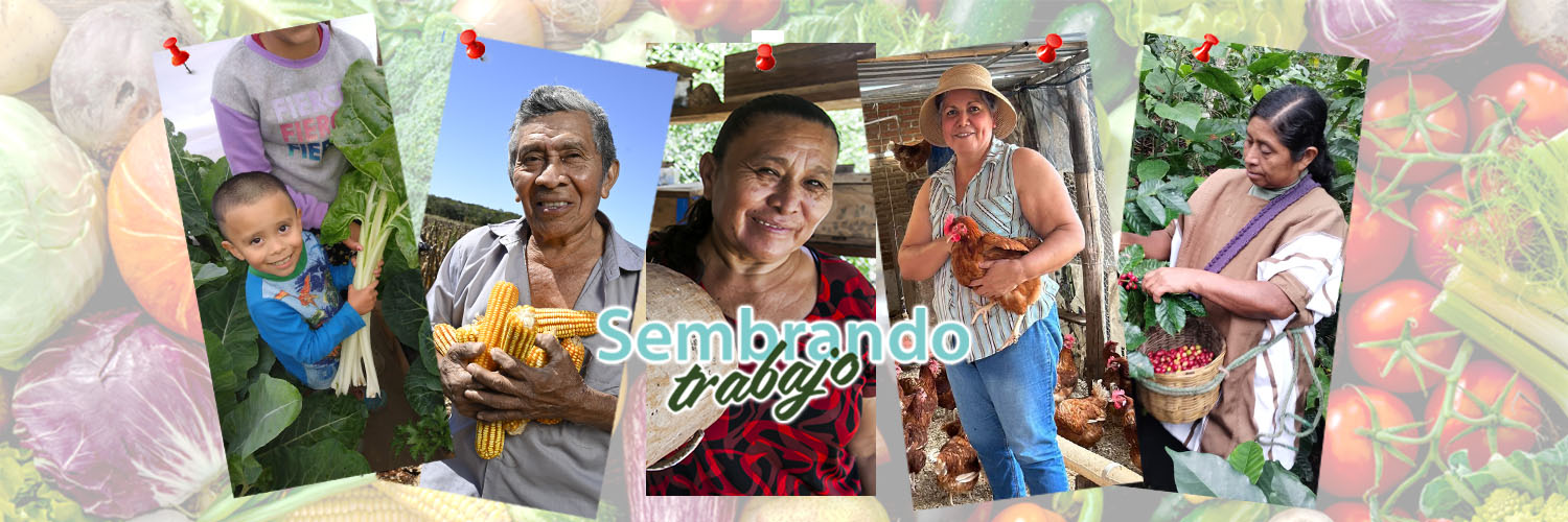 EducampoMX's profile banner image