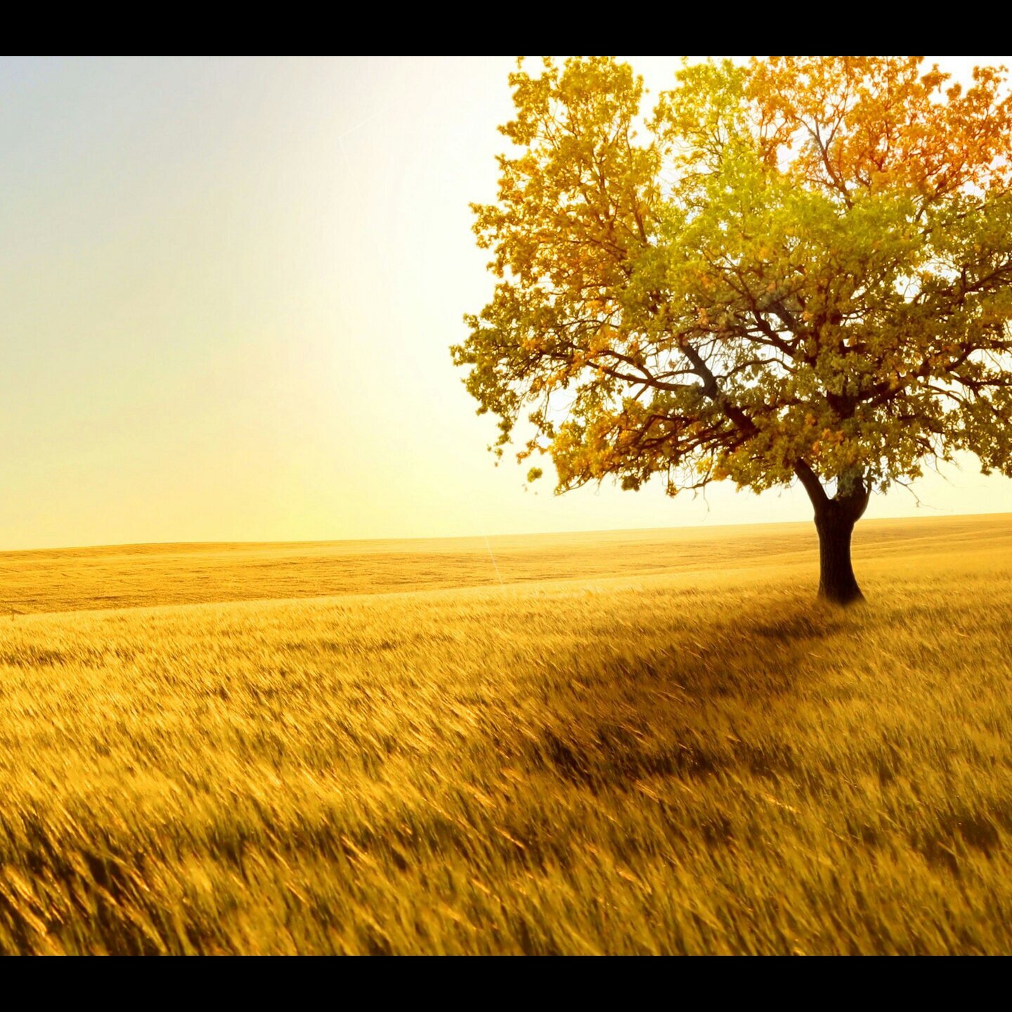 azooz8428's profile banner image