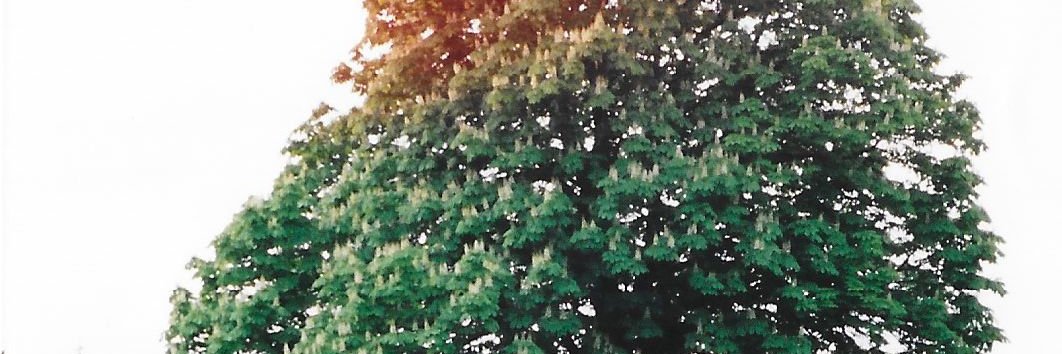ninalousimeon's profile banner image
