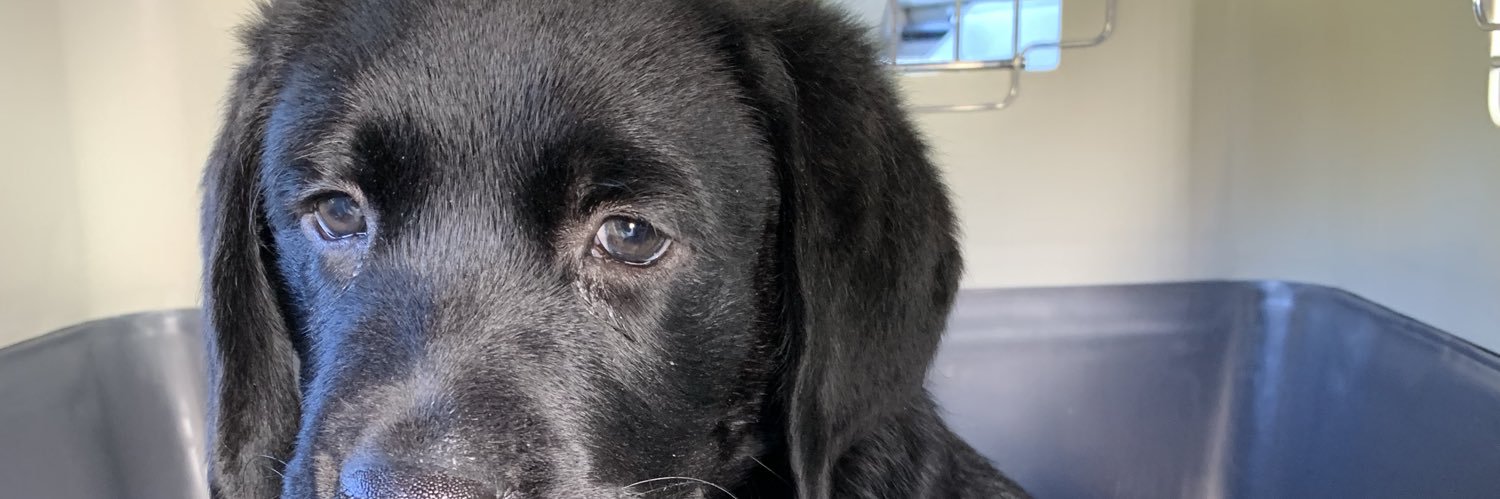 Vanessa Atalanta Wisedog banner