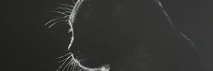 silva_ornella's profile banner image