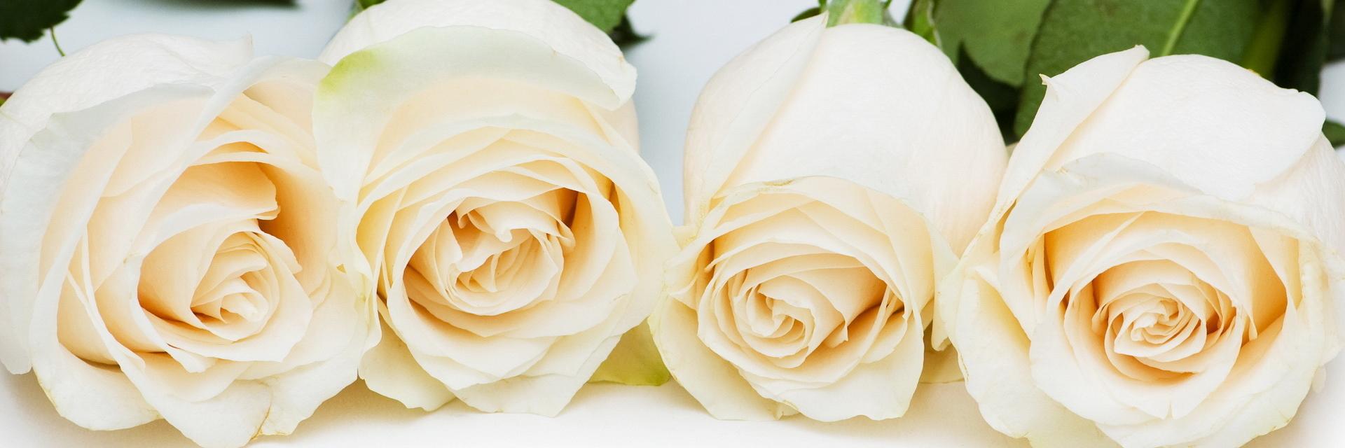 tamiafr's profile banner image
