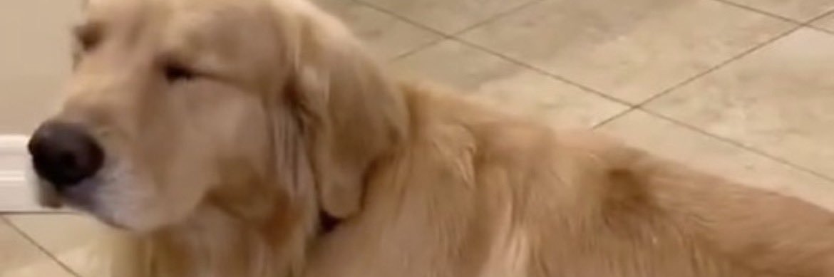 🌱 🥚sorjor chou🍌🌵 banner