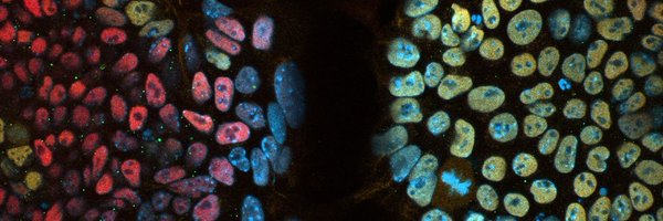 MathieuSchulz Profile Banner