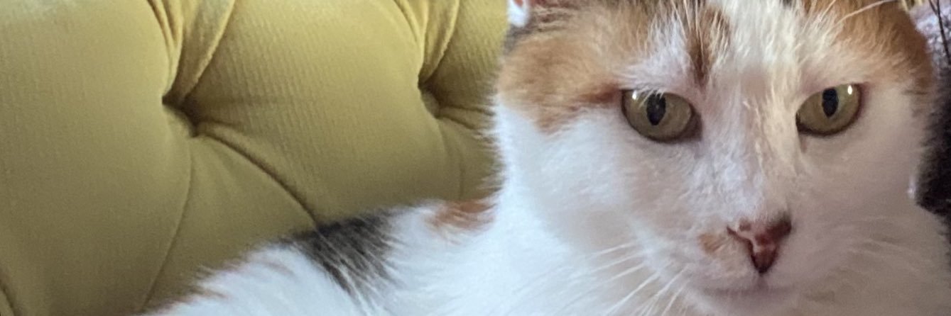 leylabaryank's profile banner image