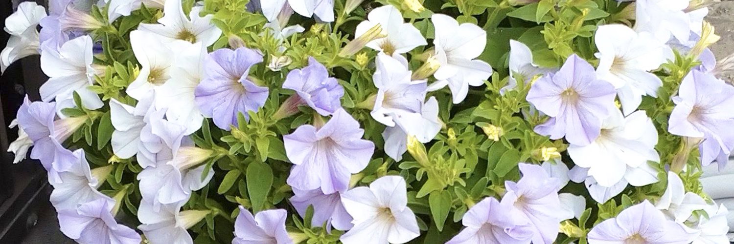 macaroncolon's profile banner image