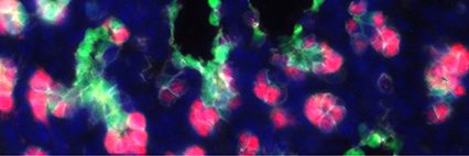 Rawlins Lab's banner