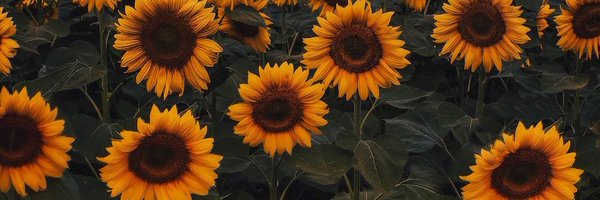 exmily1_ Profile Banner