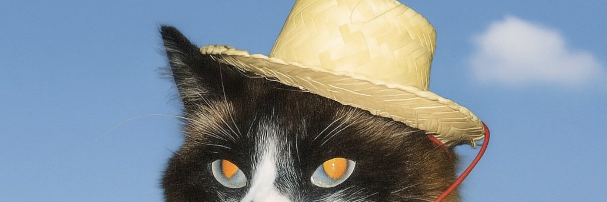 _coelhoi's profile banner image