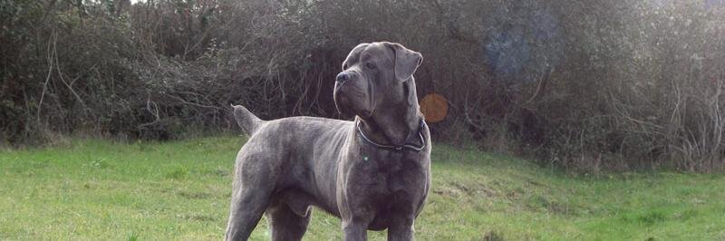 elcanecorso's profile banner image