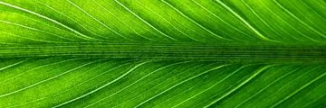 almasi_studio's profile banner image