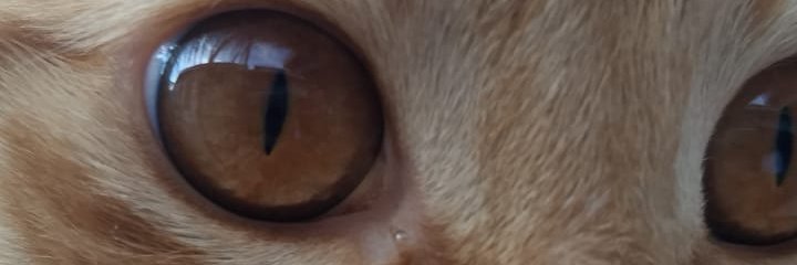Beatlefriend's profile banner image